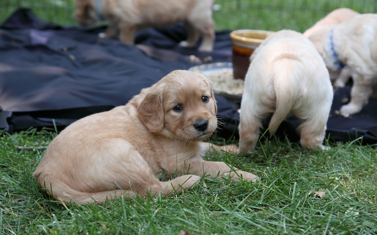 Hoeveel voer geef je een puppy per dag? | gezondediervoeding.com