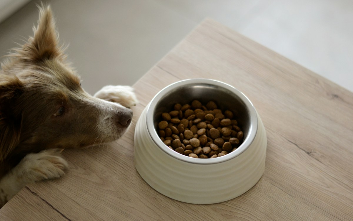 Hondenbrokken kiezen: zo vind je de beste brokken voor je hond