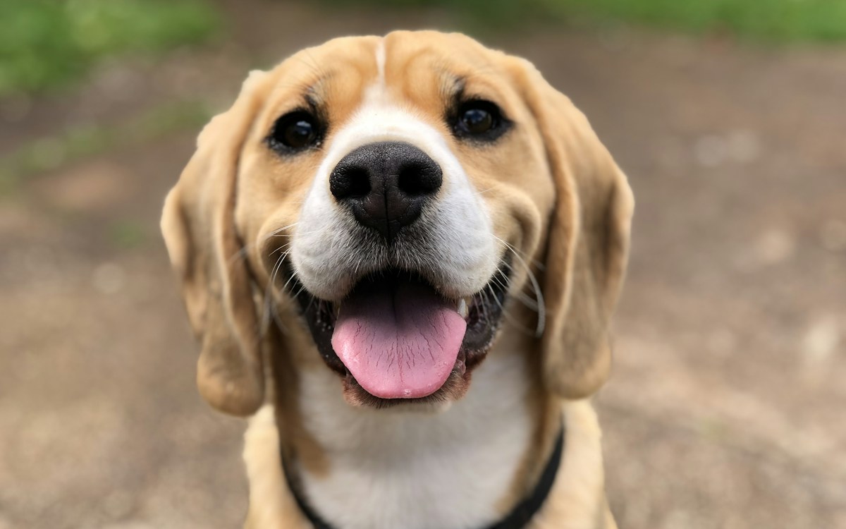 Vrolijke Beagle kijkt in de camera