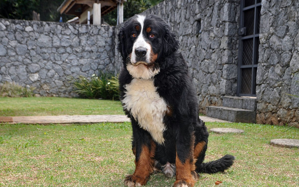 Berner Sennenhond zittend op het gras