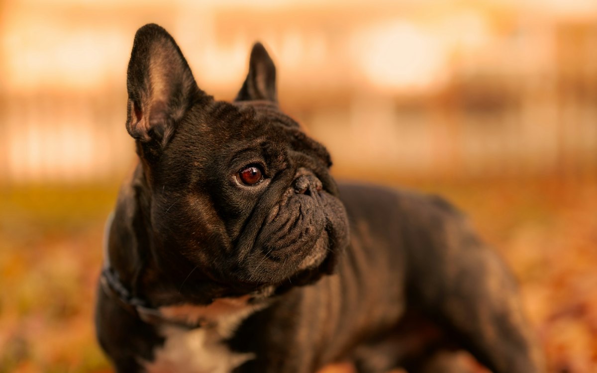 Gestroomde Franse Bulldog in herfstbladeren