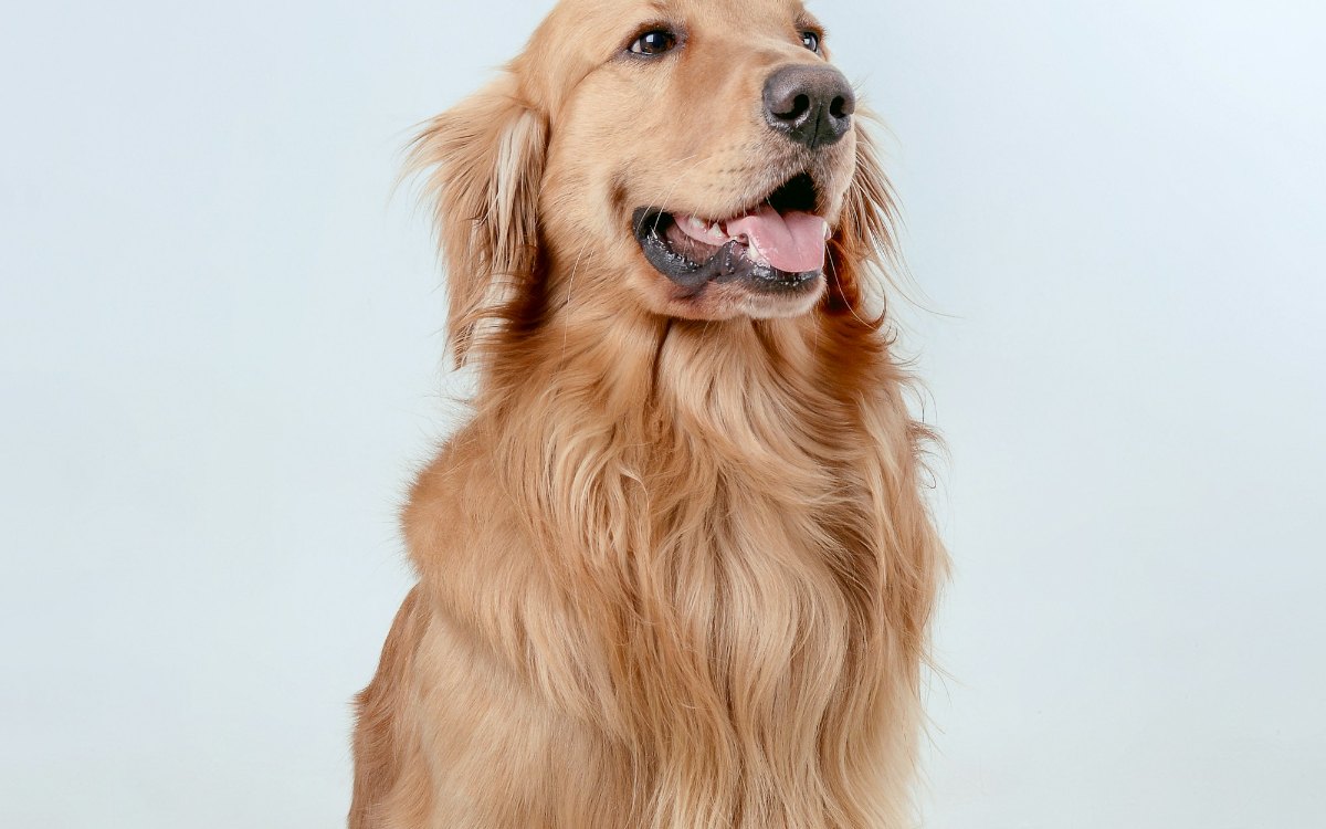 Golden Retriever die vrolijk opzij kijkt