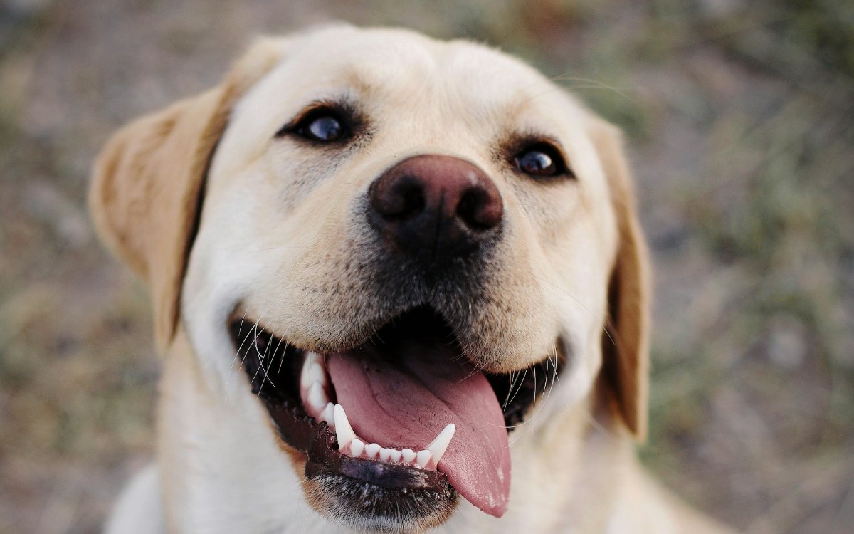 Blije blonde Labrador Retriever