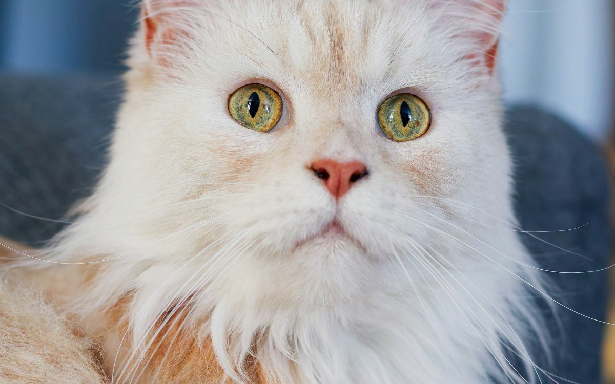 Creme met witte Maine Coon met groene ogen