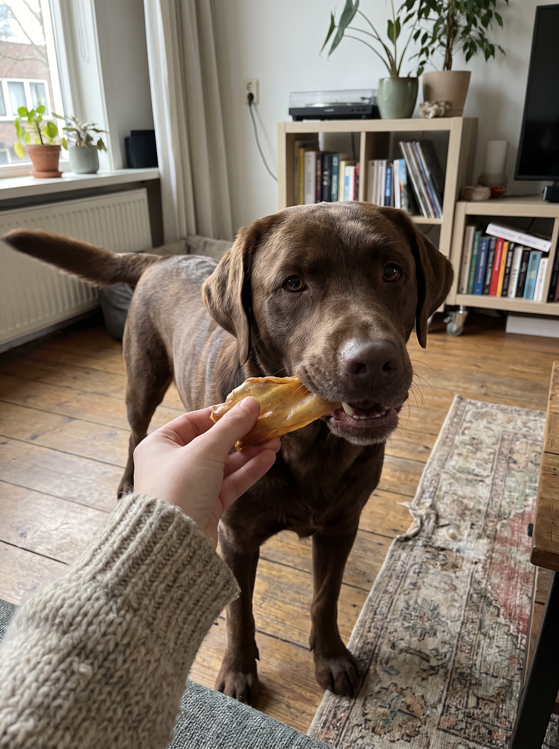 Labrador krijgt een runderoor uit de hand